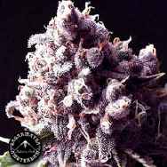 Sagarmatha Seeds Purple Pinecone